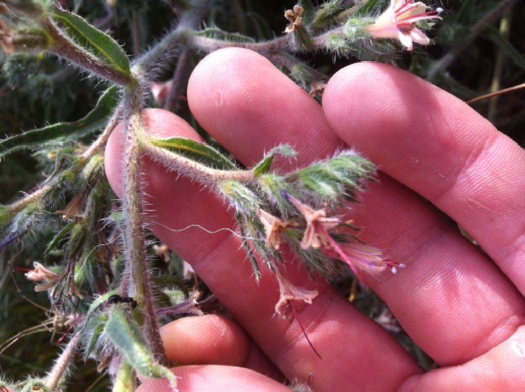 Echium asperrimum / Viperina ruvidissima